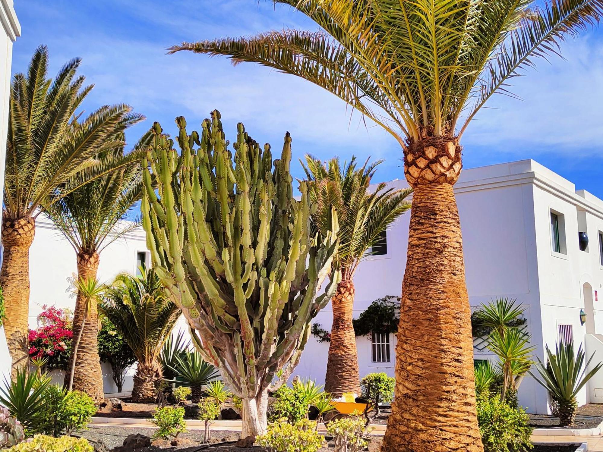 Flor De Las Dunas Pools Wifi Tennis Bikes For Free كوراليهو المظهر الخارجي الصورة